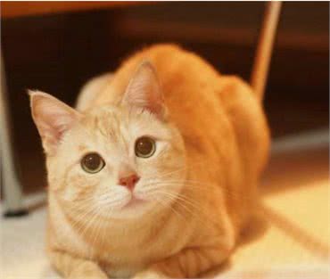 为什么“田园猫”这么受欢迎？因为这几个优点，真的不错