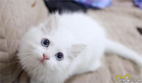 为什么“田园猫”这么受欢迎？因为这几个优点，真的不错
