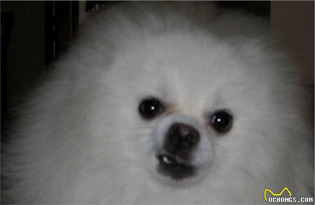 哪些狗狗爱咬人？看见了快溜