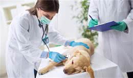 宠物猫狗都会得泌尿系统疾病—尿结石、如何诊断治疗以及预防