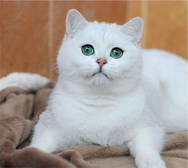 英国短毛猫的6大优点，养过之后，就不想换猫了