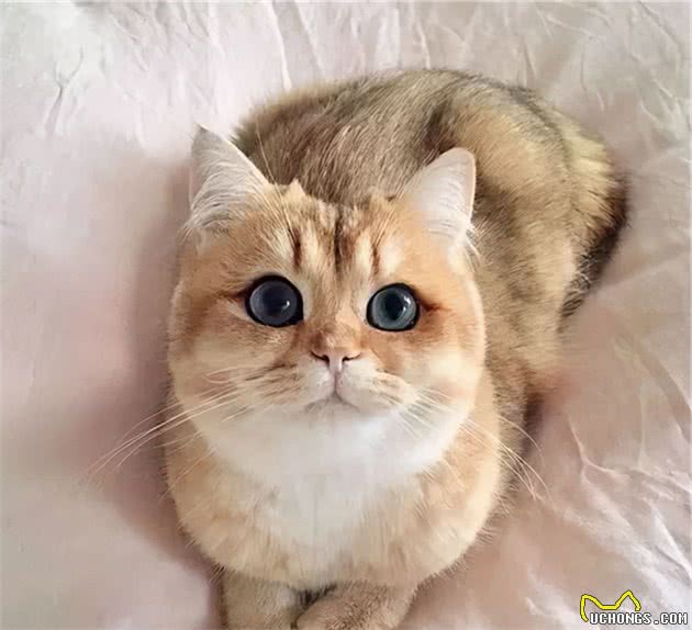 英国短毛猫的6大优点，养过之后，就不想换猫了