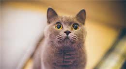 英国短毛猫的6大优点，养过之后，就不想换猫了