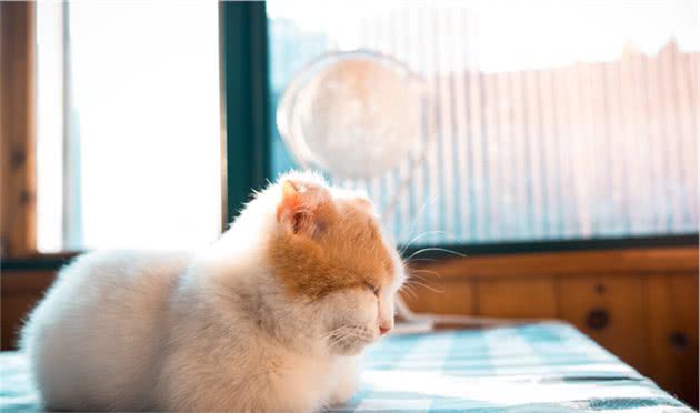 萌宠猫咪“便血”，该怎么办？别慌，大橘教教你