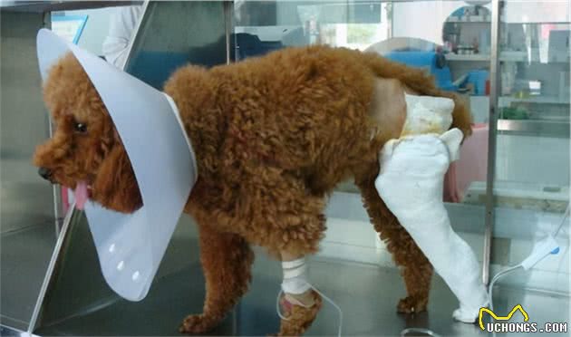 养一只泰迪犬要花多少钱？