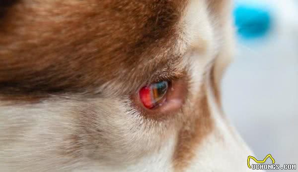 猫狗失明的原因有哪些？如何预防及护理猫狗视力下降？
