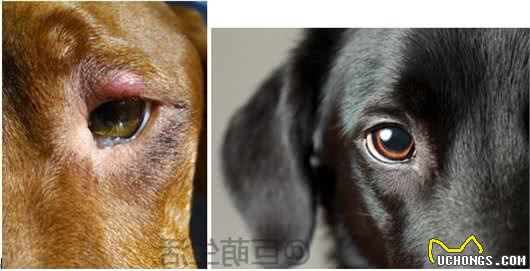 猫狗失明的原因有哪些？如何预防及护理猫狗视力下降？
