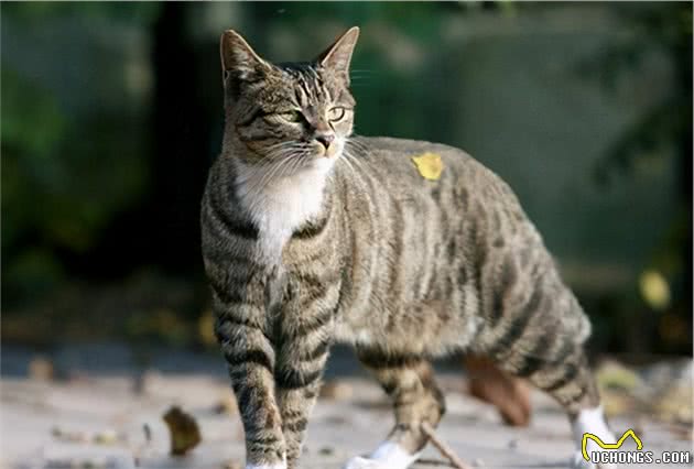 美短和狸花猫有哪些区别，别傻傻分不清楚了