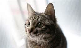 美短和狸花猫有哪些区别，别傻傻分不清楚了