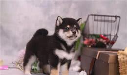 教你如何挑选一只优秀的柴犬幼犬