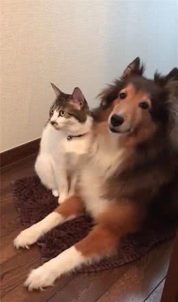 猫跟狗站在门口迎接主人，猫的动作令人哭笑不得，网友：宣告恋情