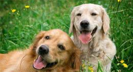 适合有孩子家庭饲养的狗~金毛犬