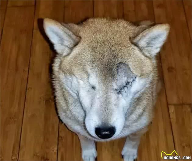 面对爱犬的意外失明，这位主人的做法感动了很多人！