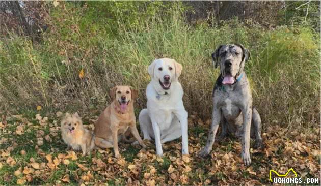 网友领养了一只小型犬，结果10个月后长成了一堵墙哈哈哈