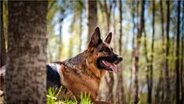 这10种猛犬一定要好好了解下，不要去招惹它们，不然后果很严重