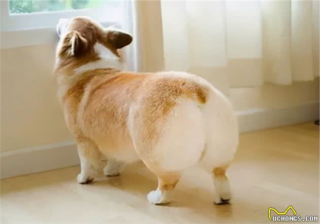 对主人很“忠诚”的7种小型犬，饲养过的人都说很值得