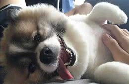 主人摸狗狗肚子，除了会让它高兴外，还有这些好处