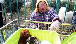 养狗老手告诉你：看泰迪这6个地方，就能挑到最好的那只