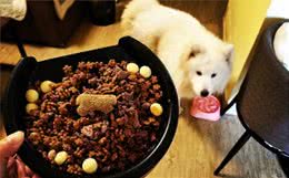 养狗，主人给它喂这几种食物，可以让狗狗更健康