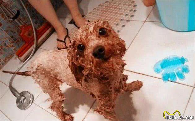如何饲养“泰迪犬”？宠物医生：7项实用经验总结，让你更懂它
