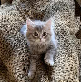 美国夫妻花16万元克隆宠物猫，新猫习性竟和去世猫咪一模一样