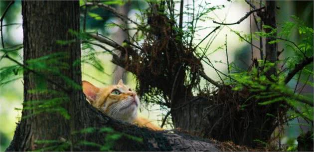 守卫森林的神秘妖精—挪威森林猫