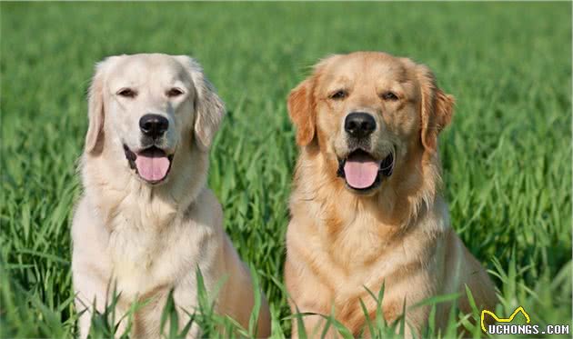 家养品种中，都有哪些常见的大型犬？