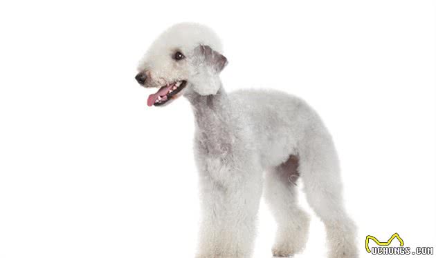 家养品种中，都有哪些常见的大型犬？