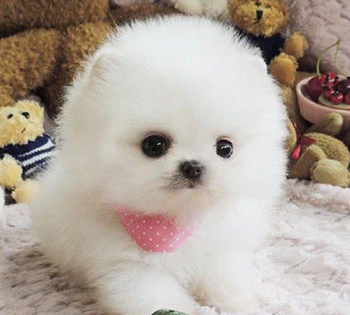 怎么挑选幼犬？避开这6种，才不会买到“星期狗”