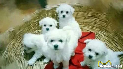 怎么挑选幼犬？避开这6种，才不会买到“星期狗”