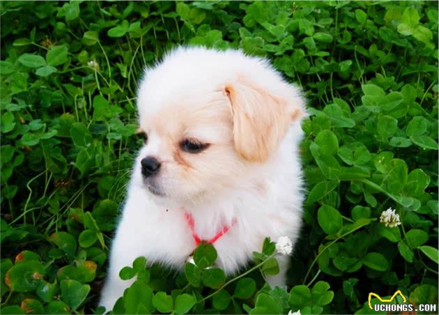 怎么挑选幼犬？避开这6种，才不会买到“星期狗”