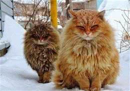 这5种猫咪，最不常见了，养过的都是土豪