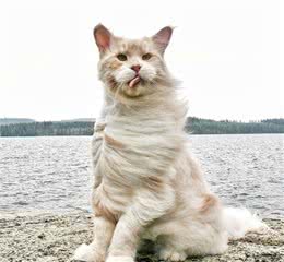 缅因猫的胸毛蓬松又豪迈，试问谁不想摸一把！