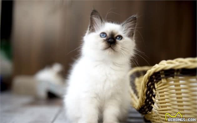 聪明伯曼猫，能明确知道主人的喜好，它只做让主人开心事