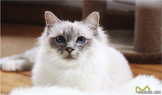 聪明伯曼猫，能明确知道主人的喜好，它只做让主人开心事