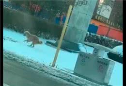 狗狗出来上厕所，因为太冷只用两条后腿走路，好像霸王龙呀