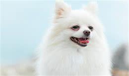 博美犬的优点与缺点有哪些？