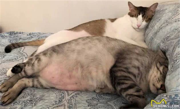 狸花猫胖到压塌床，铲屎官决心为其减肥，猫咪：你舍得我挨饿吗？