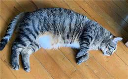 狸花猫胖到压塌床，铲屎官决心为其减肥，猫咪：你舍得我挨饿吗？