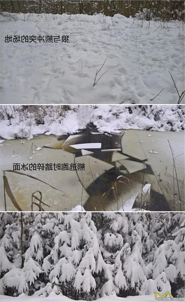 金钱豹打不过5只狗，要人类伸以援手，猛犬怎敢与野兽叫板？