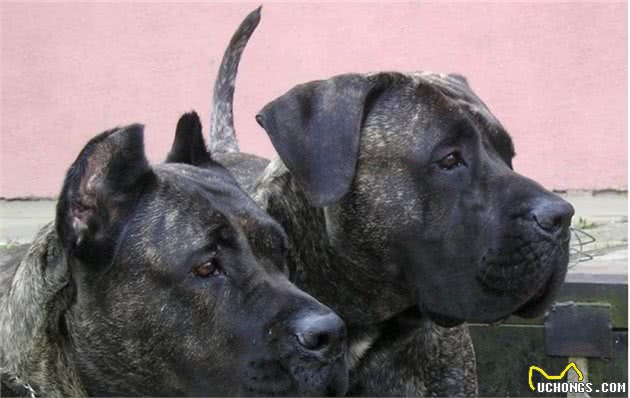 世界上最凶猛的，当仁不让的王者，是加纳利犬，还是那不勒斯獒犬