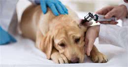 如何判断你家狗是否生病了？狗狗生病的几大迹象你需要了解