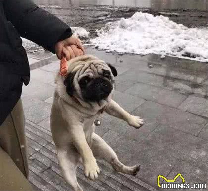 不管是养什么狗，都会有这6个烦恼，但我一点都不后悔！