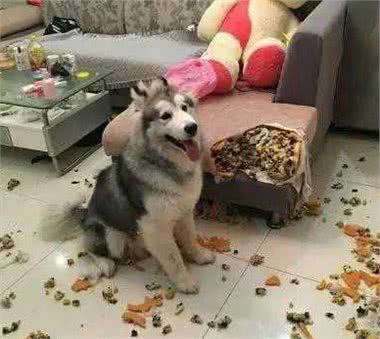 不管是养什么狗，都会有这6个烦恼，但我一点都不后悔！