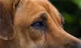 狗狗的这几个情绪，你知道吗？