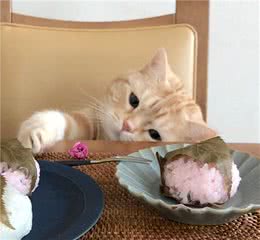 困扰铲屎官的世纪难题，猫咪一天到底应该喂几餐，很多人都喂错了