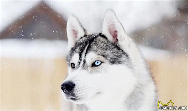 寻根问祖系列（74）：哈士奇（SiberianHusky）