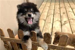 长毛柴是柴犬吗？柴犬返祖都有那些现象？