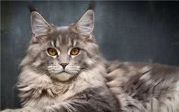 为何“缅因猫”惨遭嫌弃，这6个缺点让人“望而生畏”