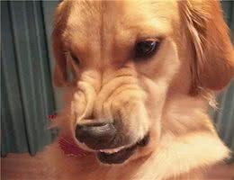 金毛犬有这6种行为，说明它把自己当人了，难怪那么拽